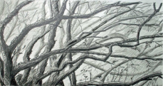 Eiche, 1999, 60x32cm, Bleistift
