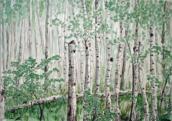 Birkenwald, 1991, 49x39cm, Aquarell / Farbstifte