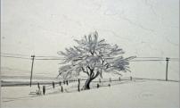 Apfelbaum,1987, 35x24cm, 1987, Bleistift