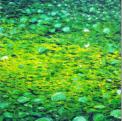 Seerosen, 2005, 100x100cm, l auf MDF