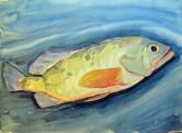 Buntbarsch, 1997, 64x50cm, Aquarell/Farbstifte