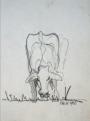 Allguer Milchvieh stehend, 1999, 24x32cm, Bleistift