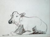 Allguer Milchvieh liegend, 1999, 32x24cm, Bleistift
