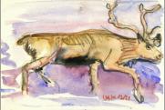 Rentier, 1999, 15x10cm, Aquarell/Farbstifte